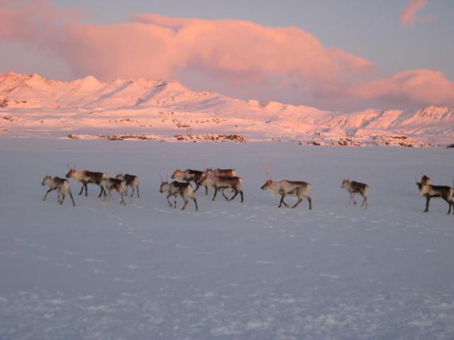 Dilksnes Guesthouse เฮิฟน์ ภายนอก รูปภาพ